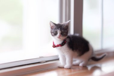 Pencerenin yanındaki sevimli kedi yavrusu.