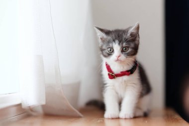 Pencerenin yanındaki sevimli kedi yavrusu.