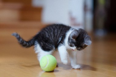 bir top oynayan kedi