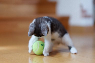 bir top oynayan kedi