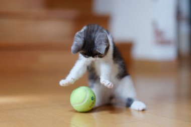 bir top oynayan kedi