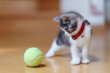 bir top oynayan kedi