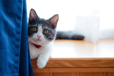 Pencerenin yanındaki sevimli kedi yavrusu.