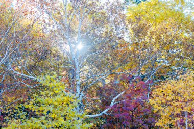 Hokkaido japan 'da sonbahar yaprakları