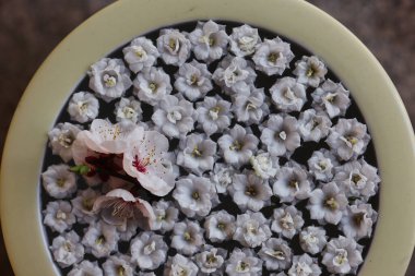 Seramik tabakta çiçekler