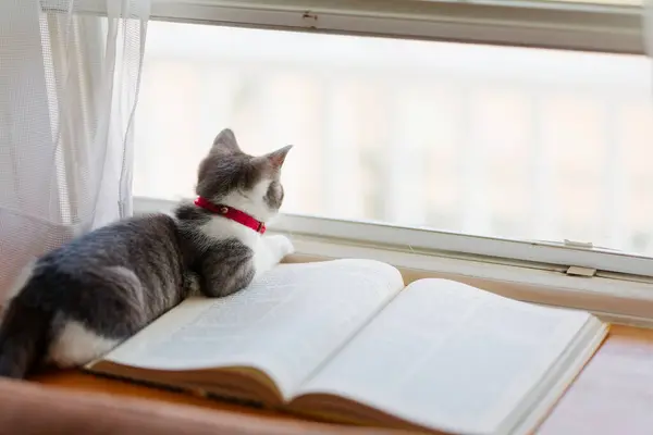 cute kitten on the book