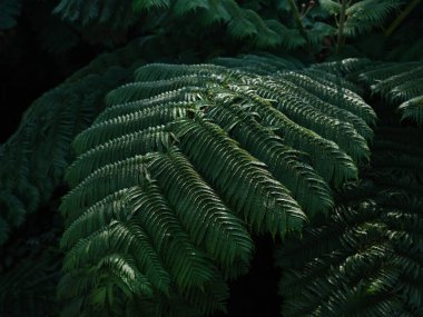  Yaz ormanında eğreltiotu bitkisi