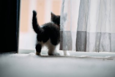 Tatlı kedi yavrusunun arka plan görüntüsü