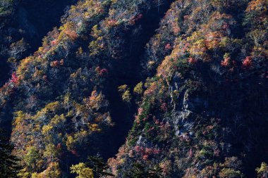 Dağda sonbahar yaprakları