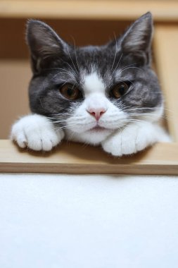 kedi çatı katından görüldü.