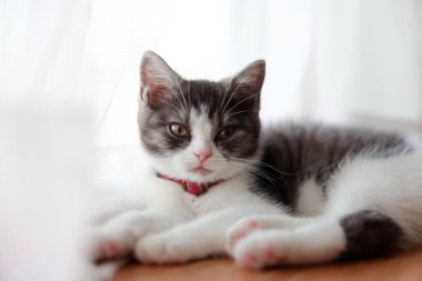 Pencerenin yanındaki sevimli kedi yavrusu.