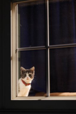 Pencerenin yanındaki sevimli kedi yavrusu.