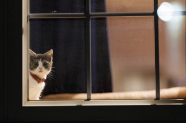 Pencerenin yanındaki sevimli kedi yavrusu.