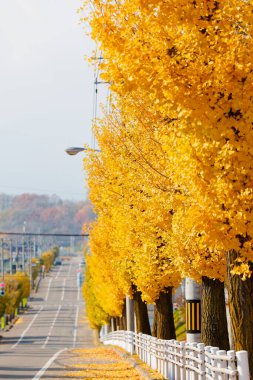 Ginkgo tree avenue in hokkaido clipart