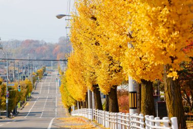 Hokkaido 'daki Ginkgo Ağacı Bulvarı