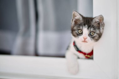 Pencereden dışarı bakan kedi yavrusu