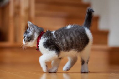 Japonya 'da yürüyen sevimli bir kedi yavrusu.