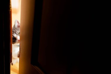 Kapıdaki boşluktan bakan bir kedi.
