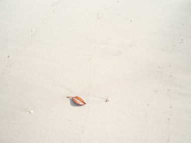 İriomote adasındaki beyaz kumsal.