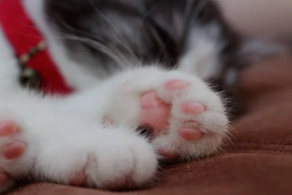 sleeping cat\'s paw in house