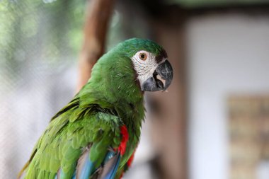 Japonya hayvanat bahçesinde yeşil muhabbet kuşu