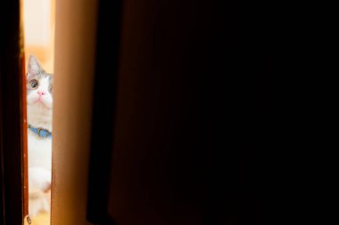 Kapıdaki boşluktan bakan bir kedi.