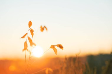 Ölü çimenler ve kışın gün doğumu