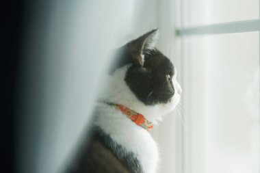 Pencerenin yanında bir kedi