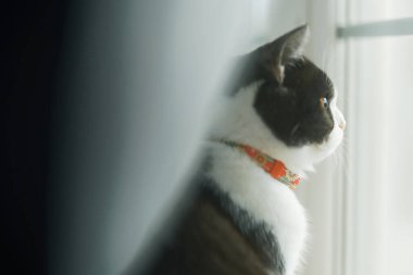 Pencerenin yanında bir kedi