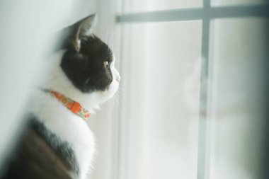 Pencerenin yanında bir kedi