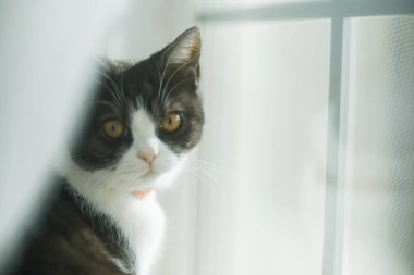 Pencerenin yanında bir kedi