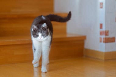 Evde esneyen bir kedi.