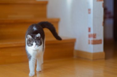 Evde esneyen bir kedi.