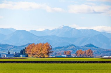 Sonbaharda hokkaido rüzgarsız ormanı