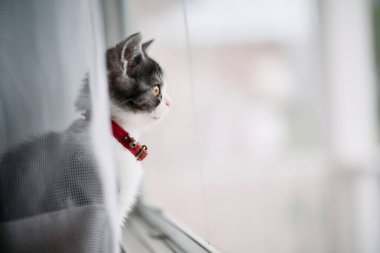 Pencerenin yanındaki sevimli kedi yavrusu.