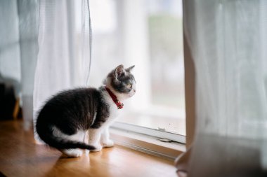 Pencerenin yanındaki sevimli kedi yavrusu.