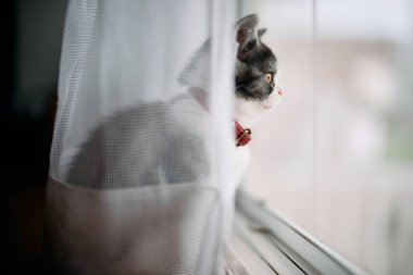 Pencerenin yanındaki sevimli kedi yavrusu.