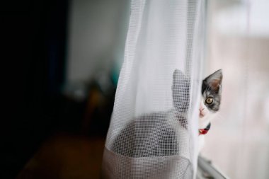 Pencerenin yanındaki sevimli kedi yavrusu.