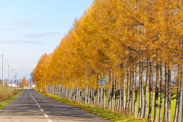 Windproof Forest Autumn Hokkaido — Stock Photo, Image