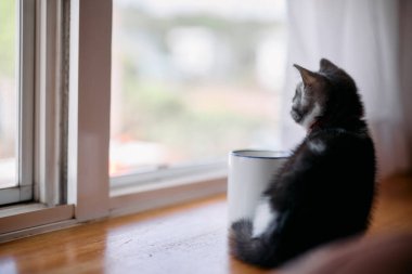 Tatlı kedi yavrusunun arka plan görüntüsü