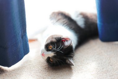 kedi güneşte tadını çıkarma