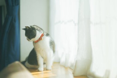 Pencerenin yanında bir kedi