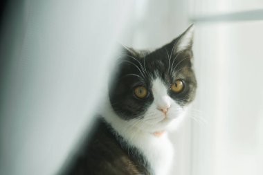 Pencerenin yanında bir kedi