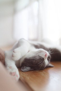 Kedi sırt üstü uyuyor.