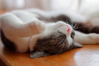 Kedi sırt üstü uyuyor.