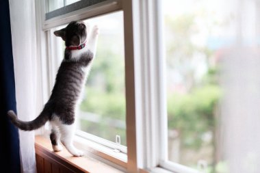 Kedi pencerenin önünde yaramazlık yapıyor.