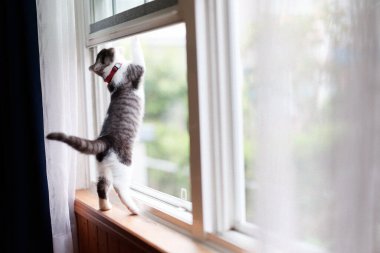 Kedi pencerenin önünde yaramazlık yapıyor.