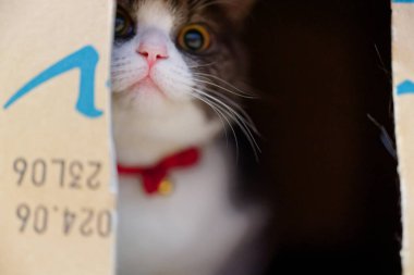 Bir kutu içinde şirin kedi