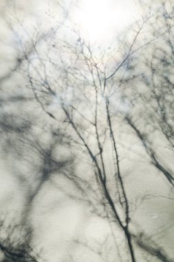 Perdeye yansıyan ölü ağaç