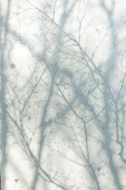 Perdeye yansıyan ölü ağaç